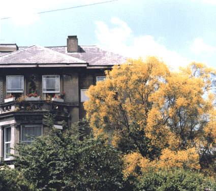Summer - an impressive Genista Cinera at the end of York Road