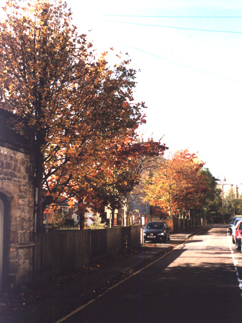 Autumn - the picturesque trees on Telephone House site